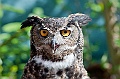 Alaska Wildlife-1